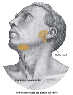 Docteur Nicolas VIDAL. Chirurgie maxillofaciale et esthétique du visage à la Réunion 974. Les glandes salivaires.
